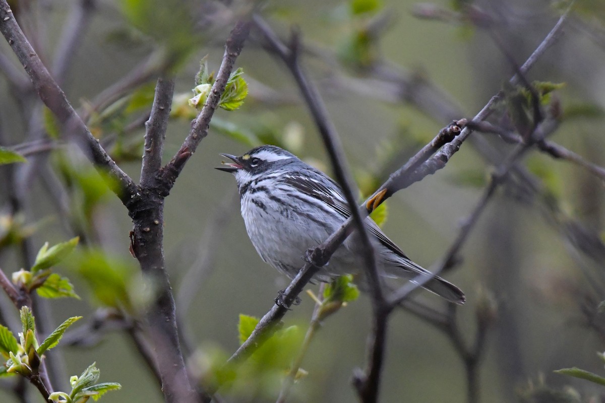 Yellow-rumped x Black-throated Gray Warbler (hybrid) - Kelly Kirkpatrick