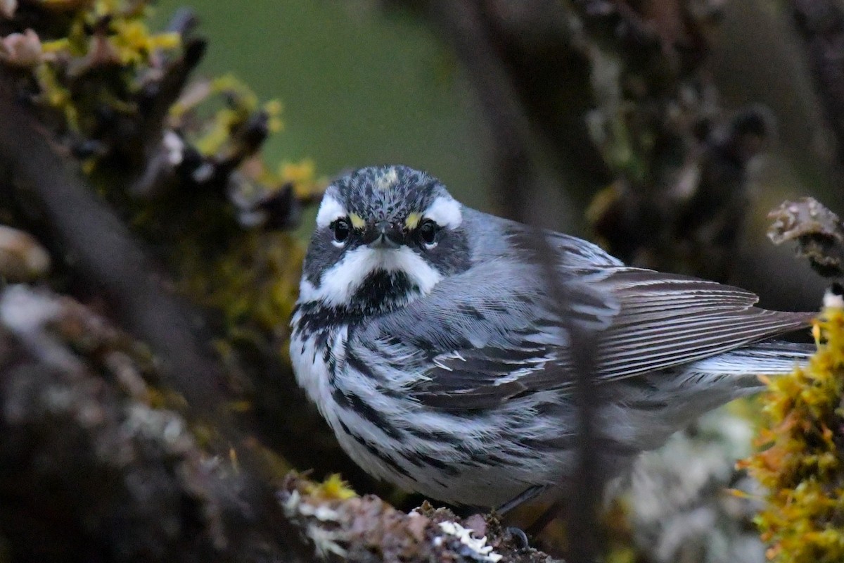 Yellow-rumped x Black-throated Gray Warbler (hybrid) - Kelly Kirkpatrick