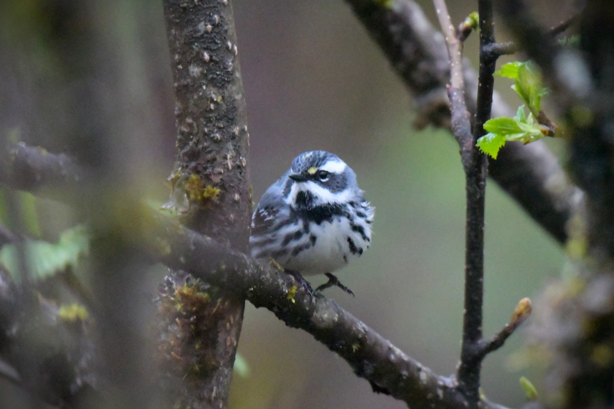 Yellow-rumped x Black-throated Gray Warbler (hybrid) - Kelly Kirkpatrick