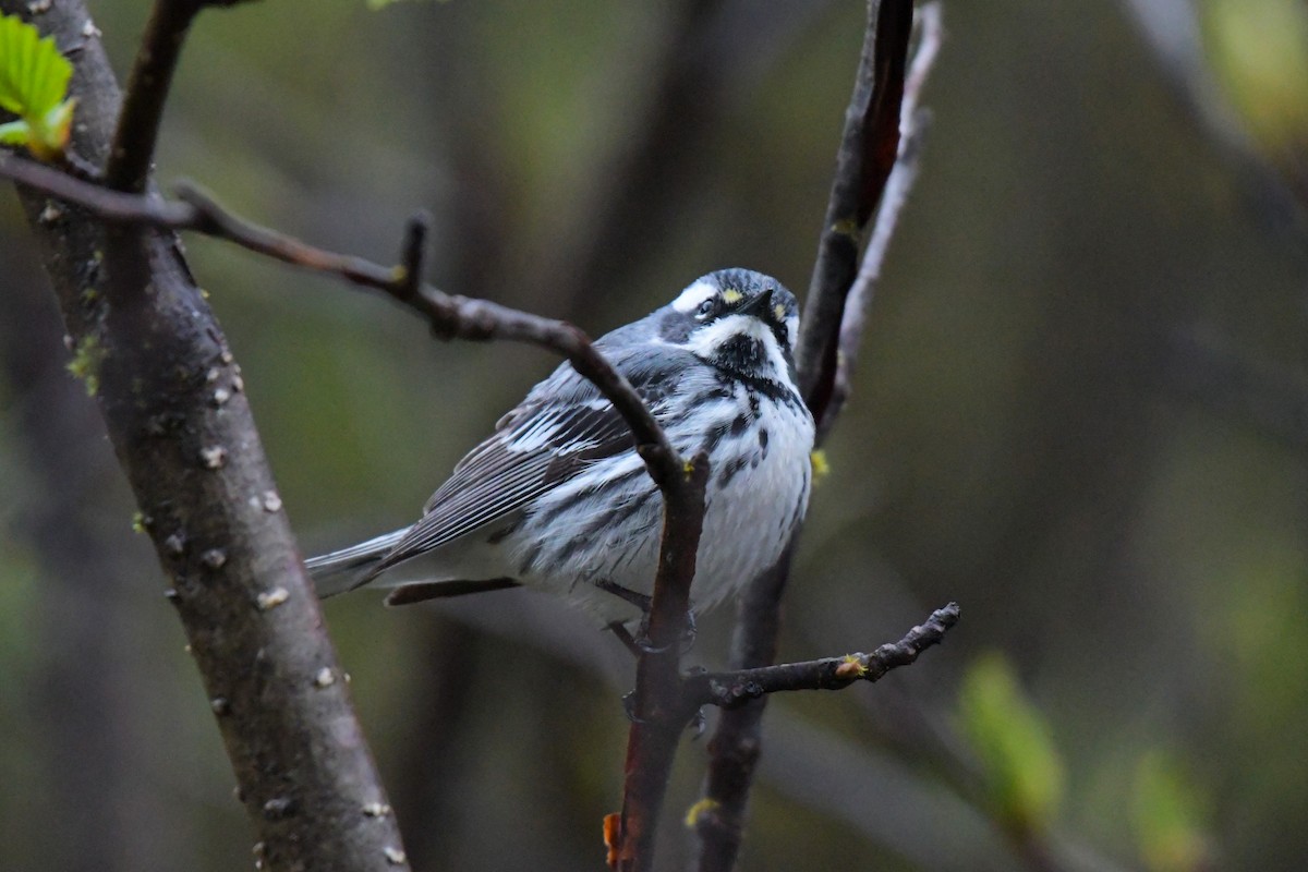 Yellow-rumped x Black-throated Gray Warbler (hybrid) - Kelly Kirkpatrick