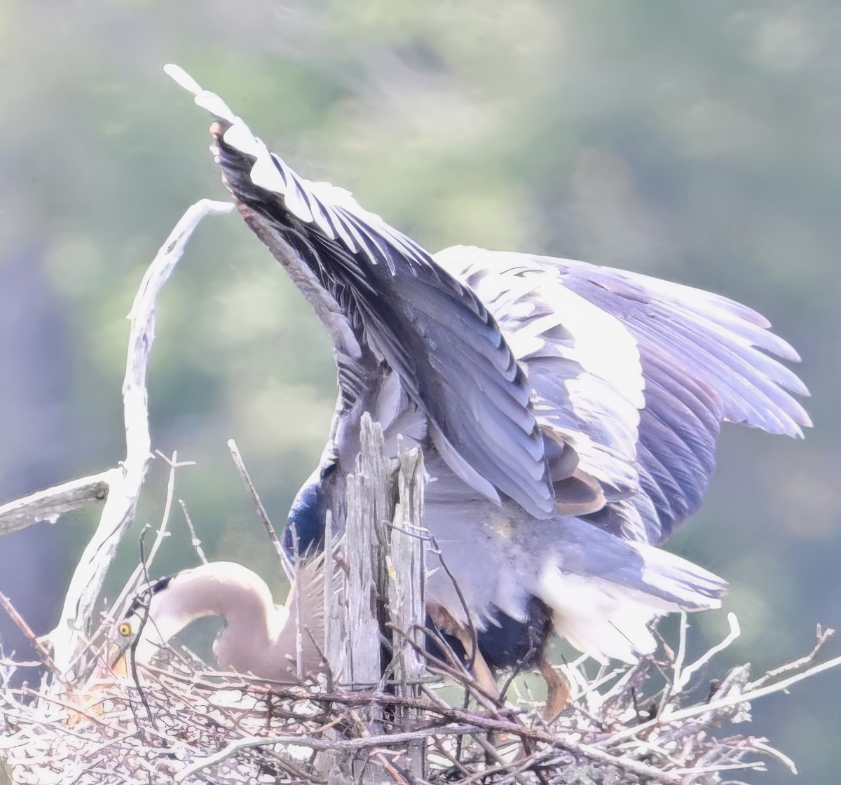 Garza Azulada - ML619184880