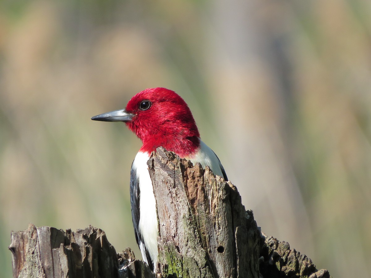 Red-headed Woodpecker - ML619184892