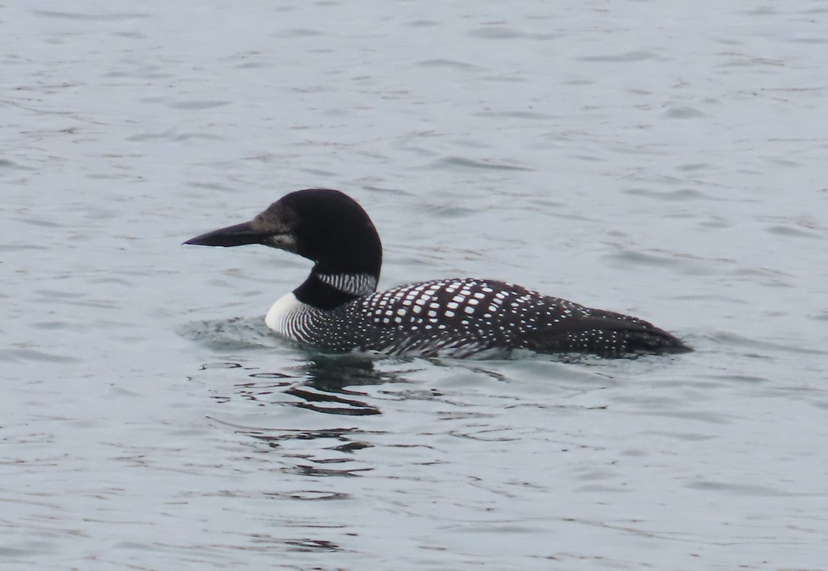 Common Loon - The Spotting Twohees