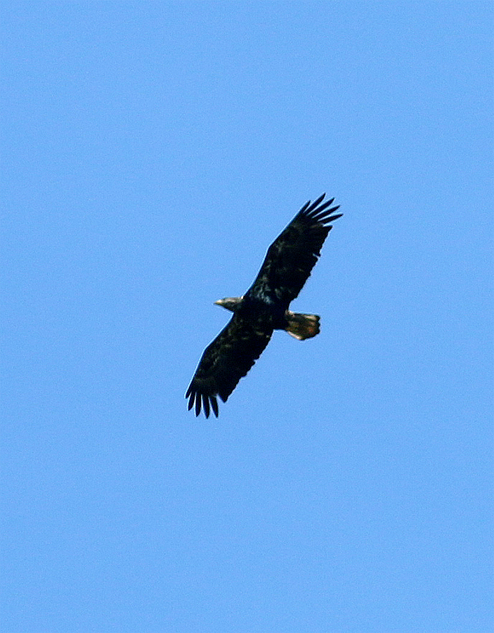 Bald Eagle - Mike Fahay