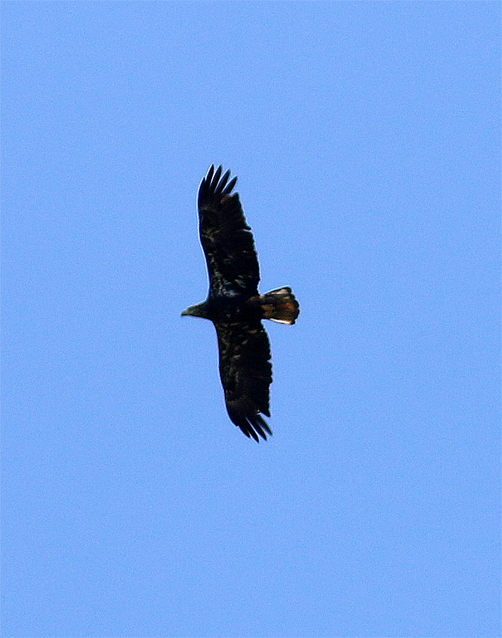 Bald Eagle - ML619184917