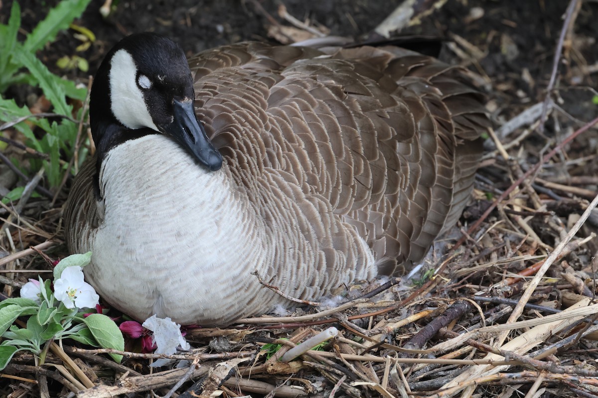 Canada Goose - ML619184922