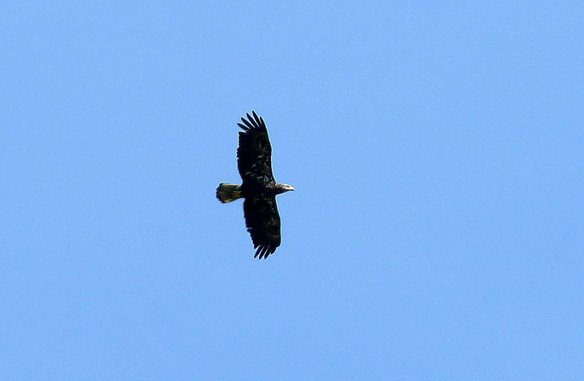 Bald Eagle - ML619184924