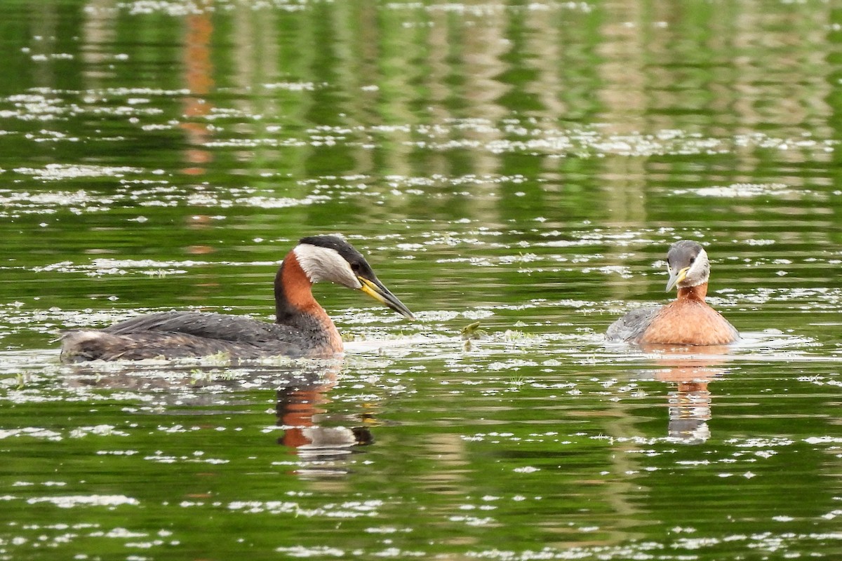 Red-necked Grebe - James Scott