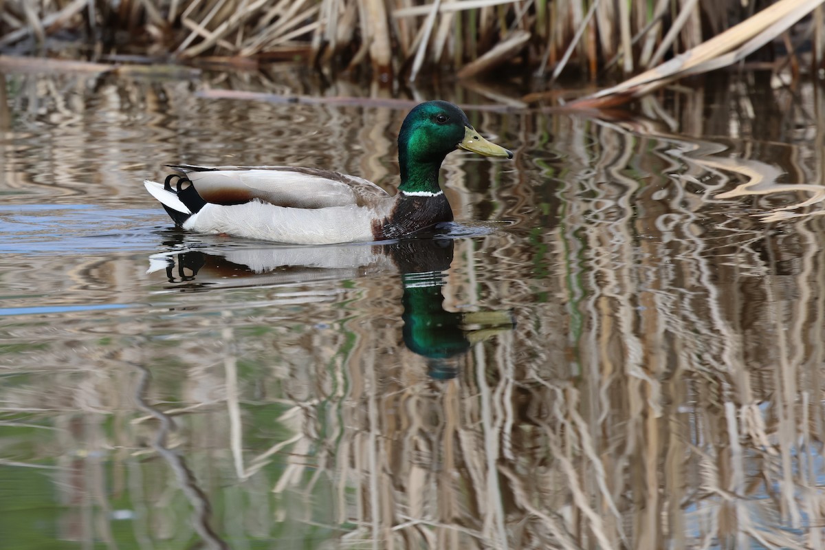 Mallard - David Lambeth