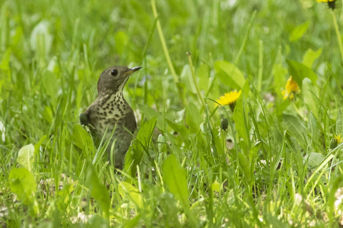 Gray-cheeked Thrush - François Martin