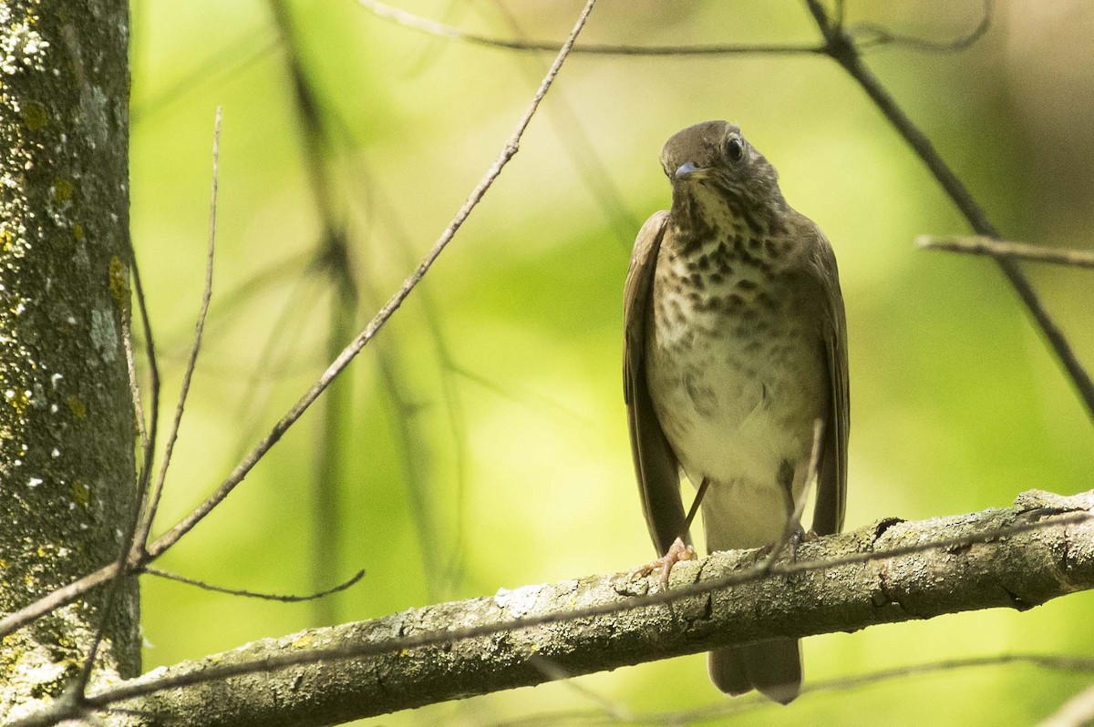 Gray-cheeked Thrush - François Martin