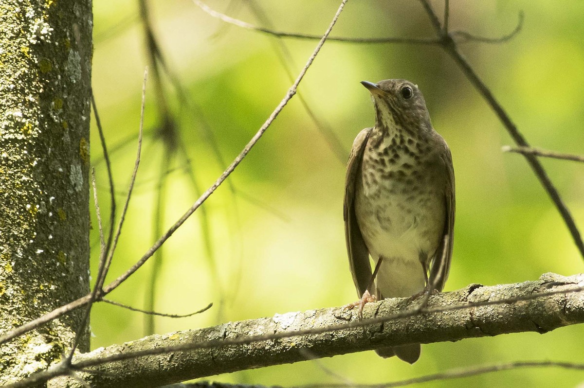 Gray-cheeked Thrush - ML619184947