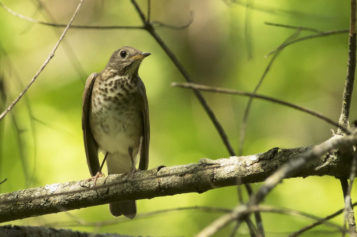 Gray-cheeked Thrush - François Martin