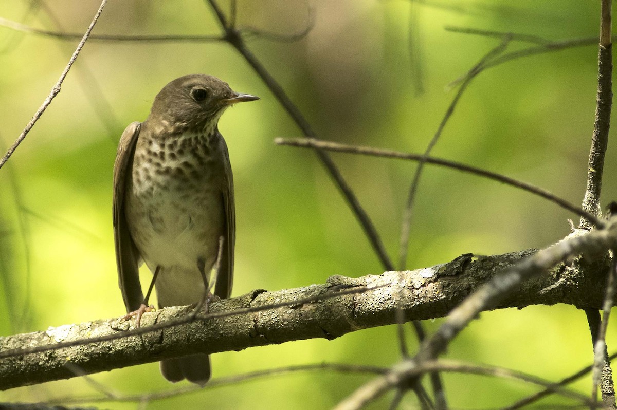 Gray-cheeked Thrush - ML619184950