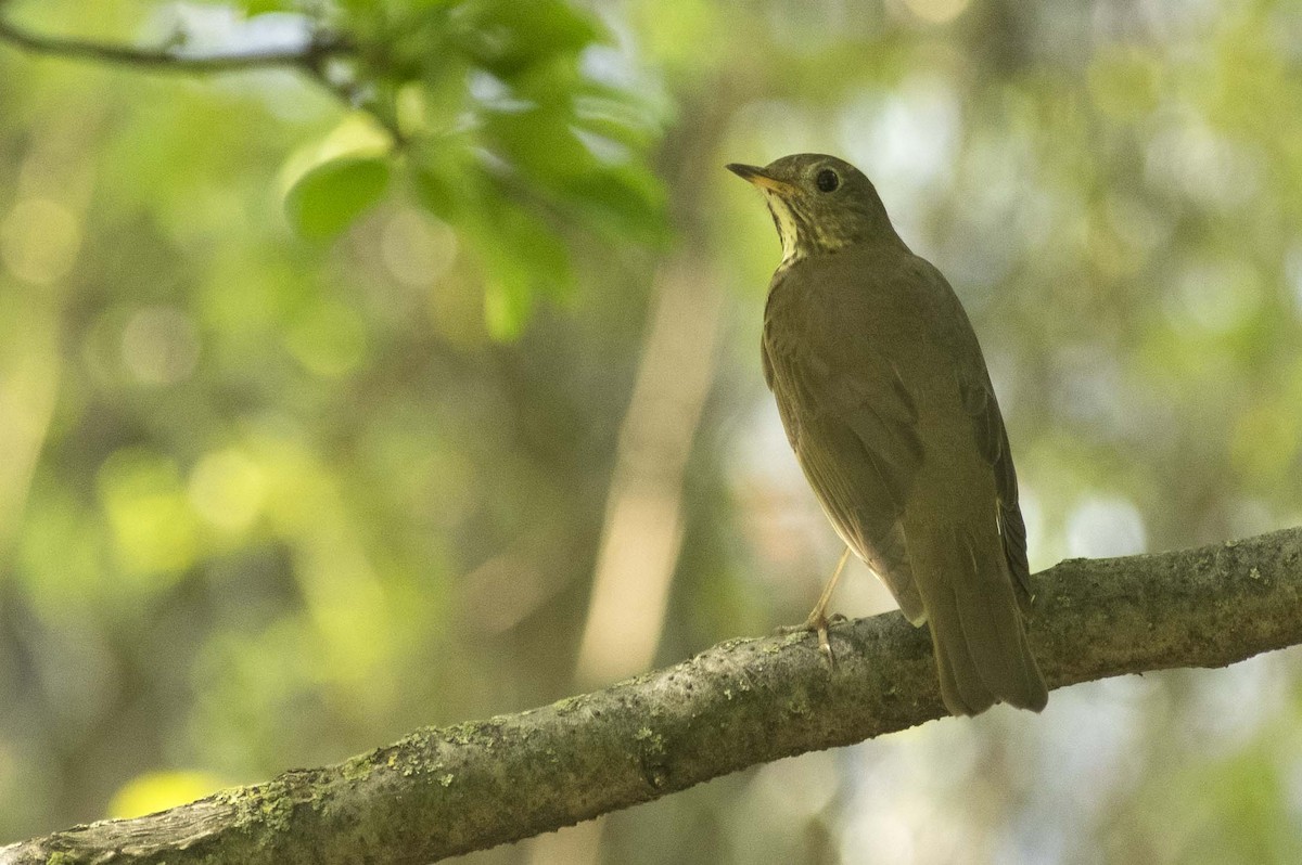 Gray-cheeked Thrush - ML619184952