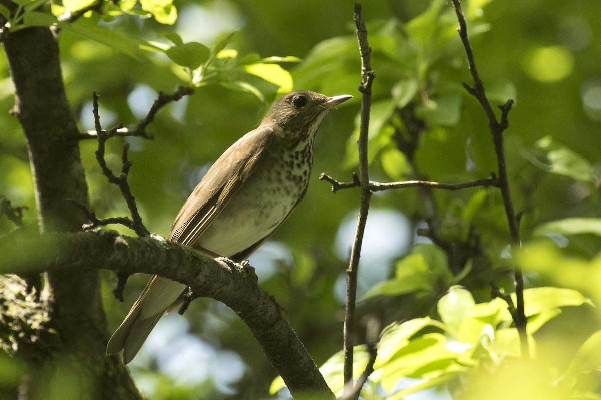 Gray-cheeked Thrush - François Martin