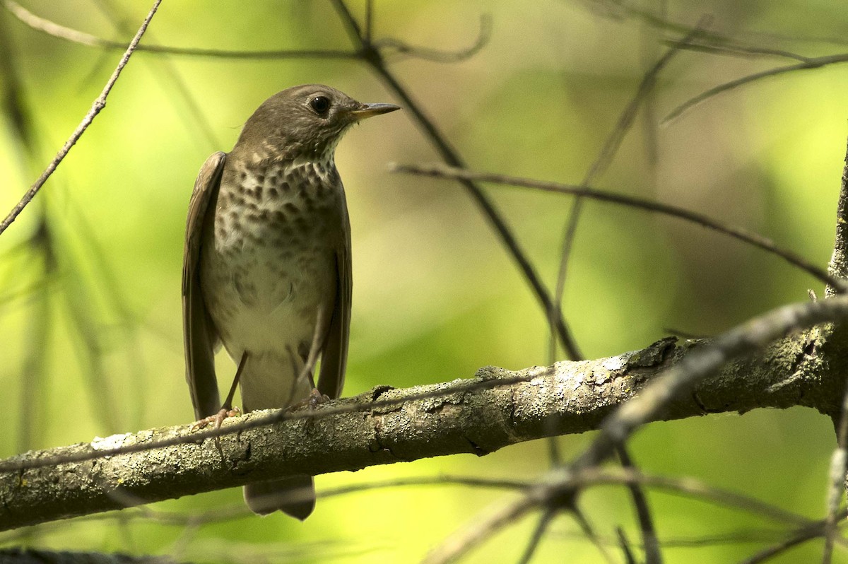 Gray-cheeked Thrush - François Martin