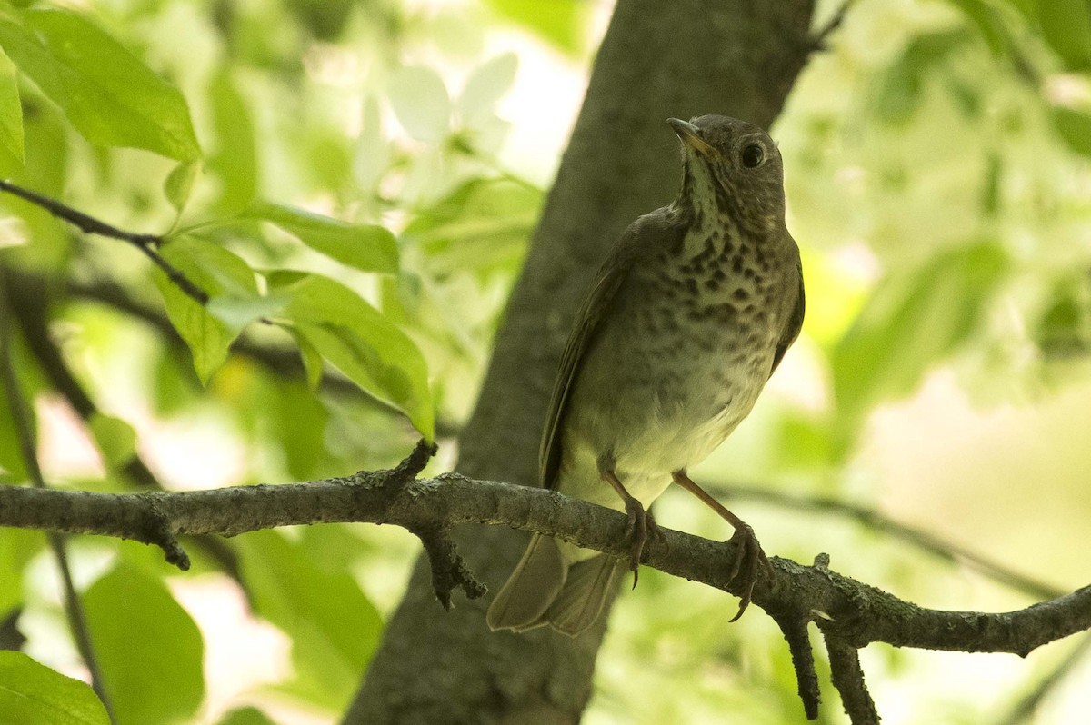 Gray-cheeked Thrush - François Martin