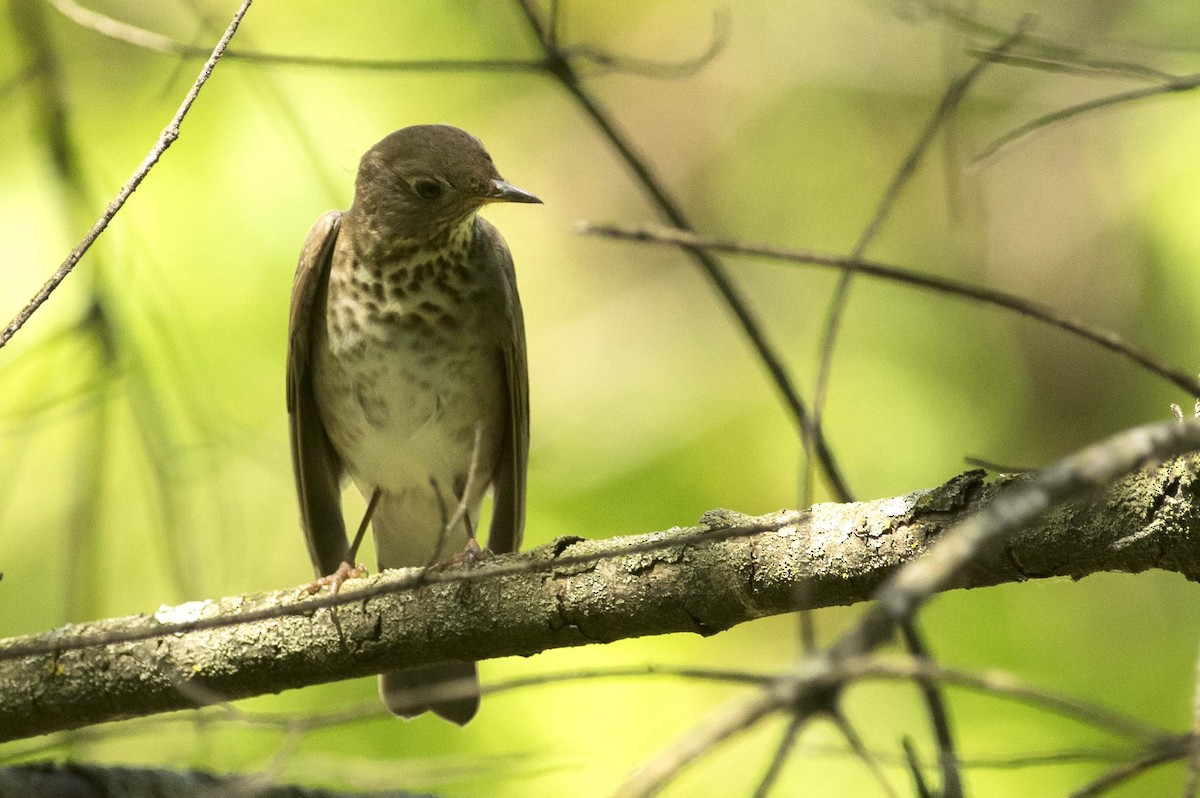 Gray-cheeked Thrush - François Martin