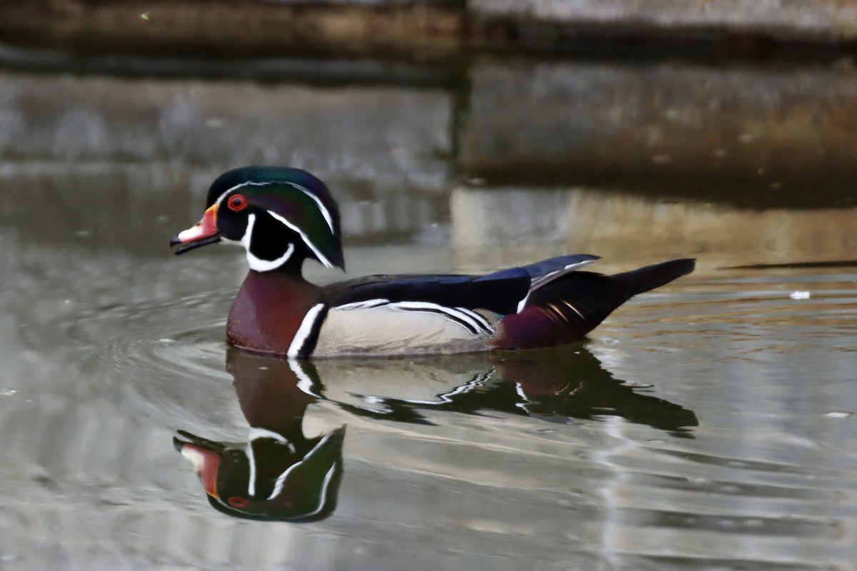 Wood Duck - Geoffrey Garver