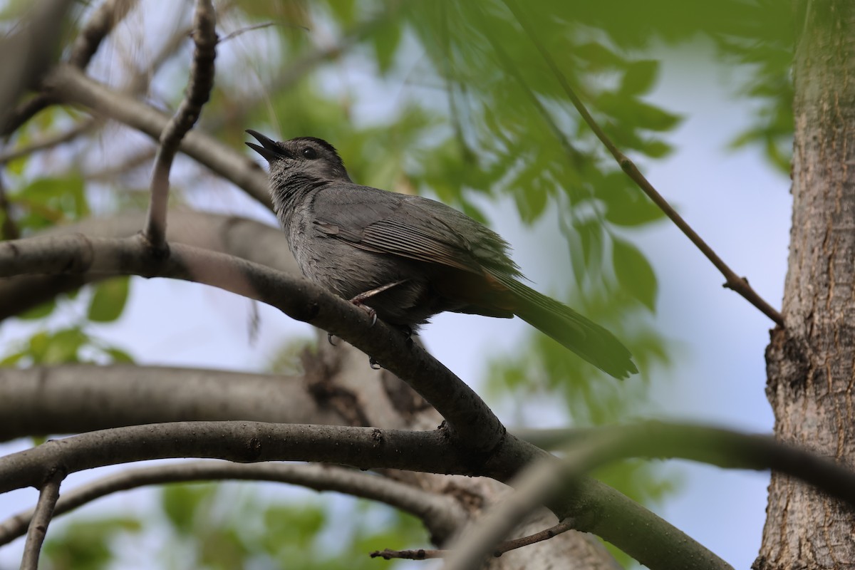 Gray Catbird - David Lambeth