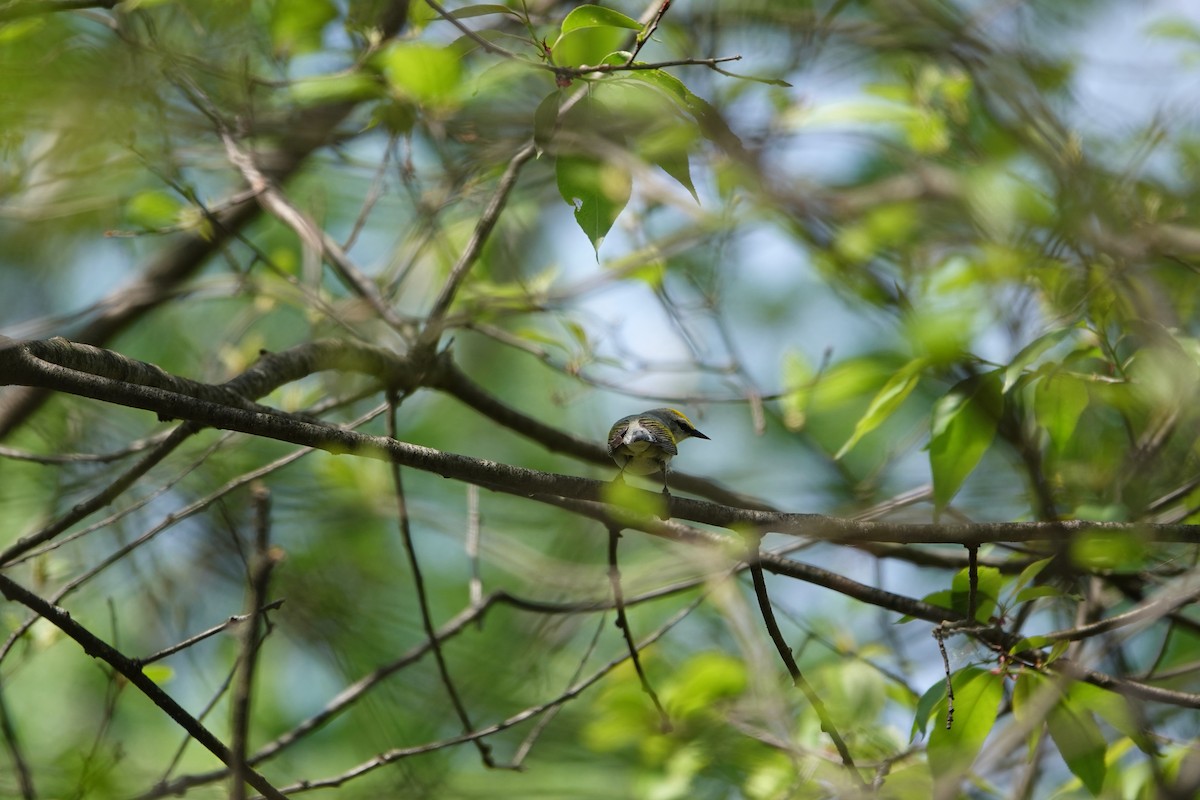 Brewster's Warbler (hybrid) - Chelsey Paquette