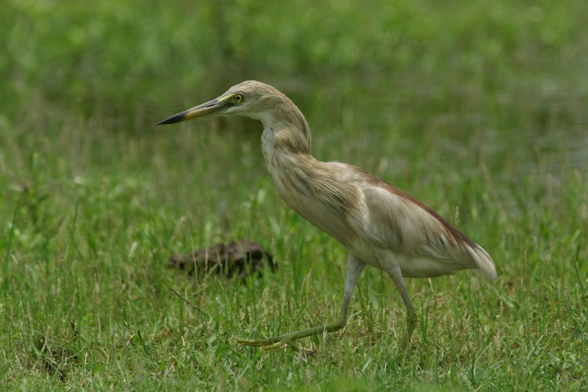 Indian Pond-Heron - ML619184977