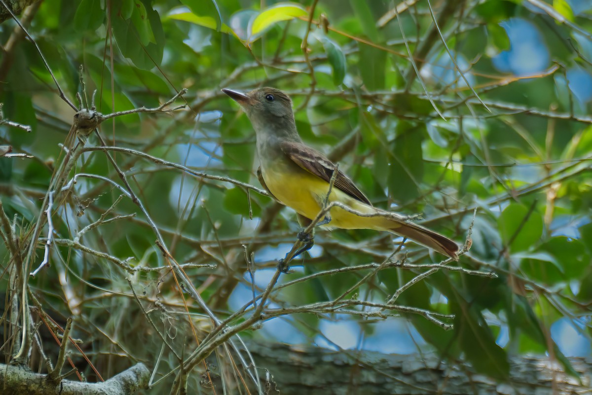 Great Crested Flycatcher - Tom Litteral