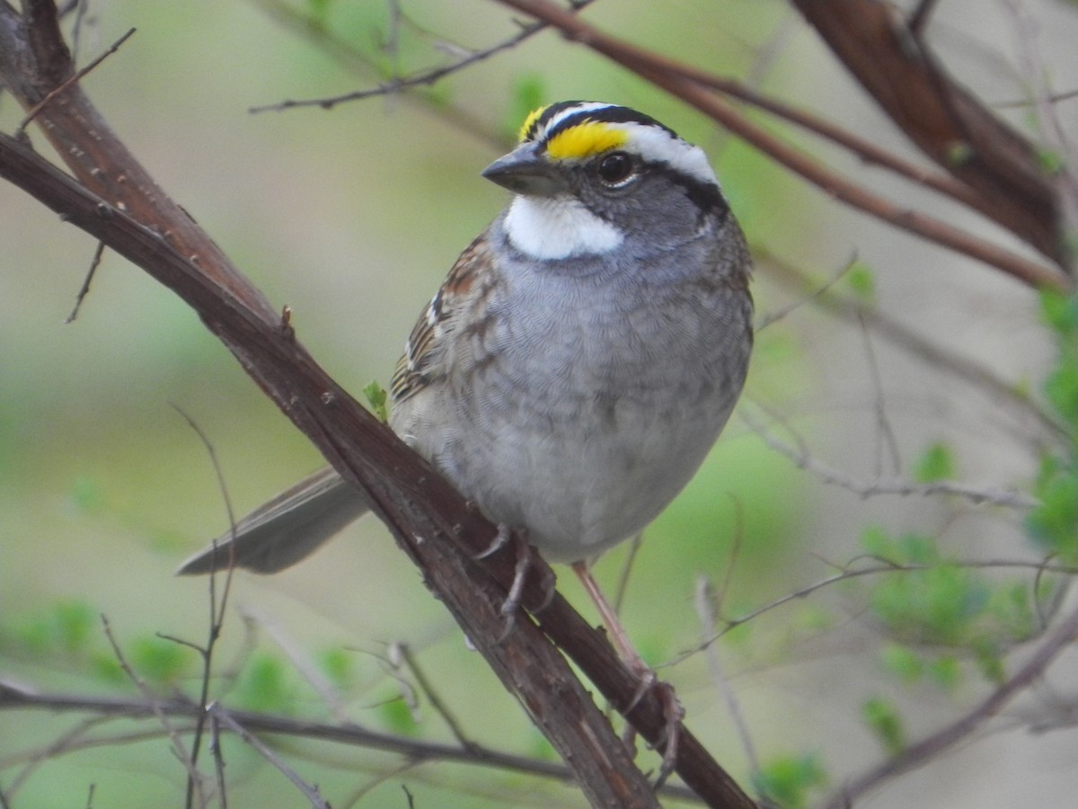 White-throated Sparrow - Kellie Superina