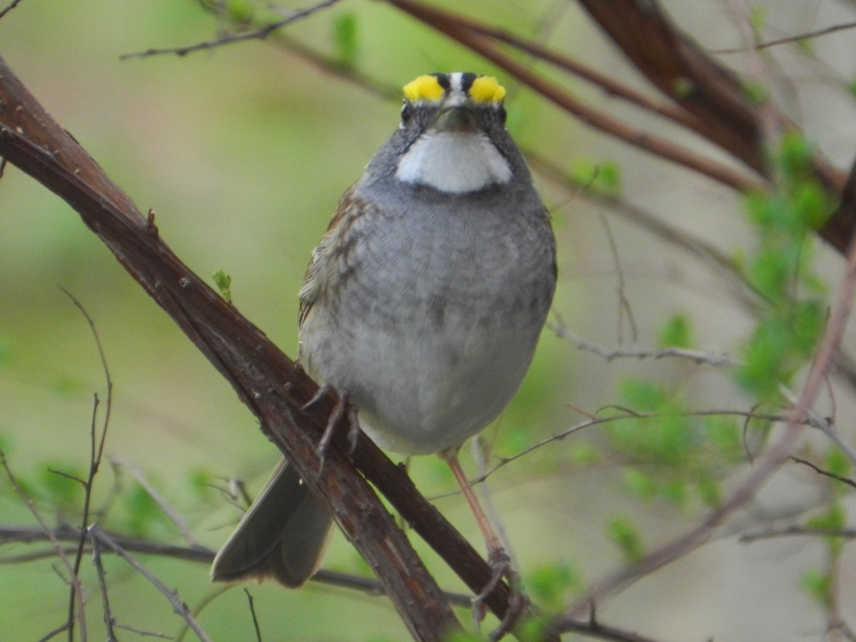 White-throated Sparrow - Kellie Superina