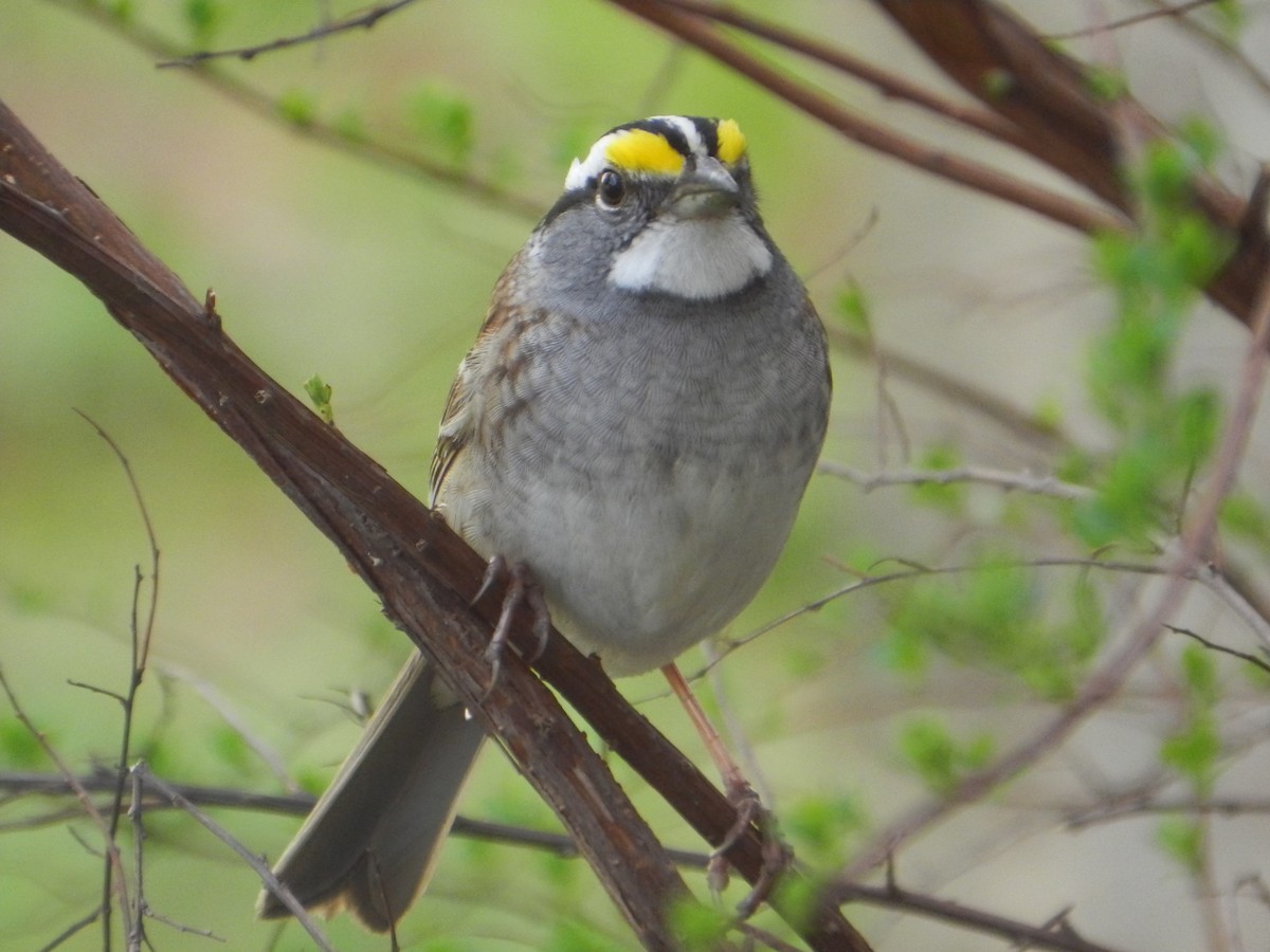 White-throated Sparrow - Kellie Superina