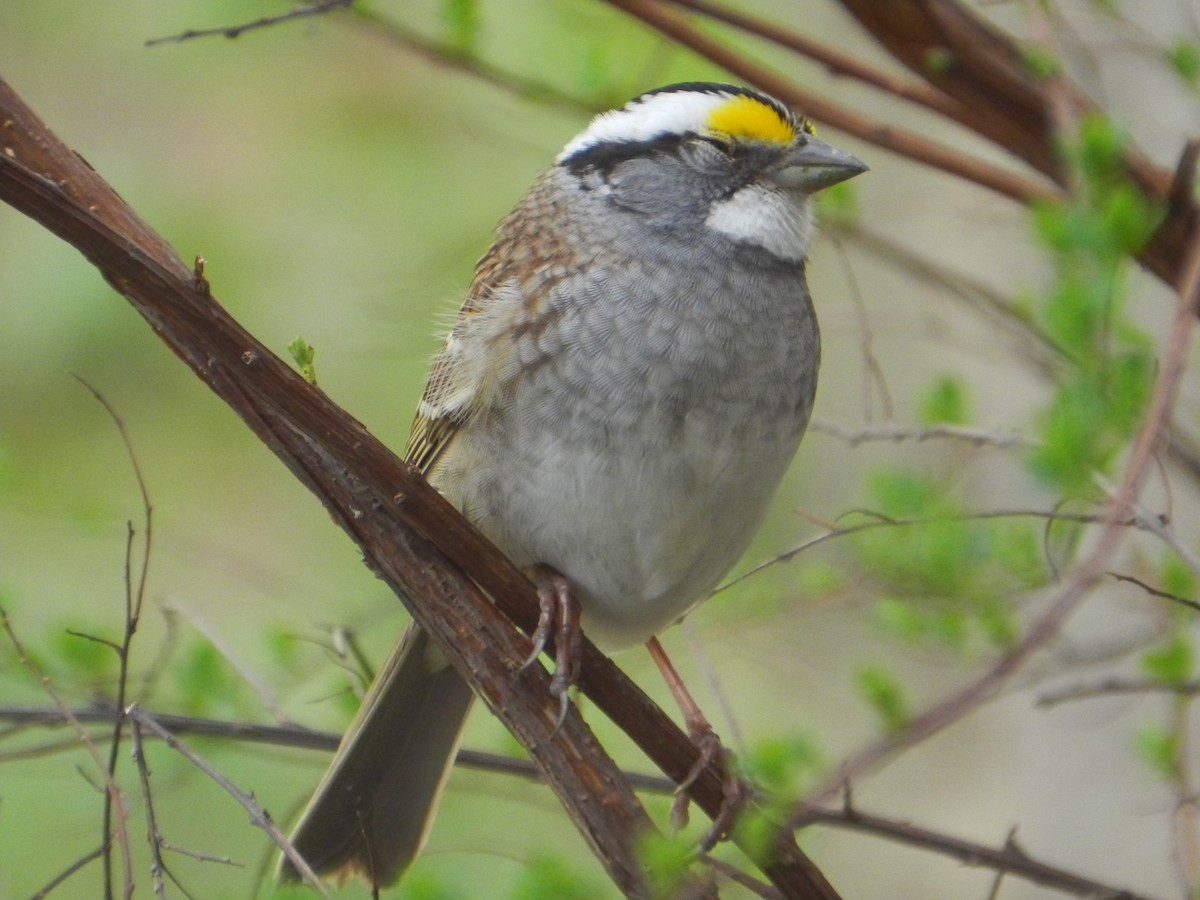 White-throated Sparrow - Kellie Superina