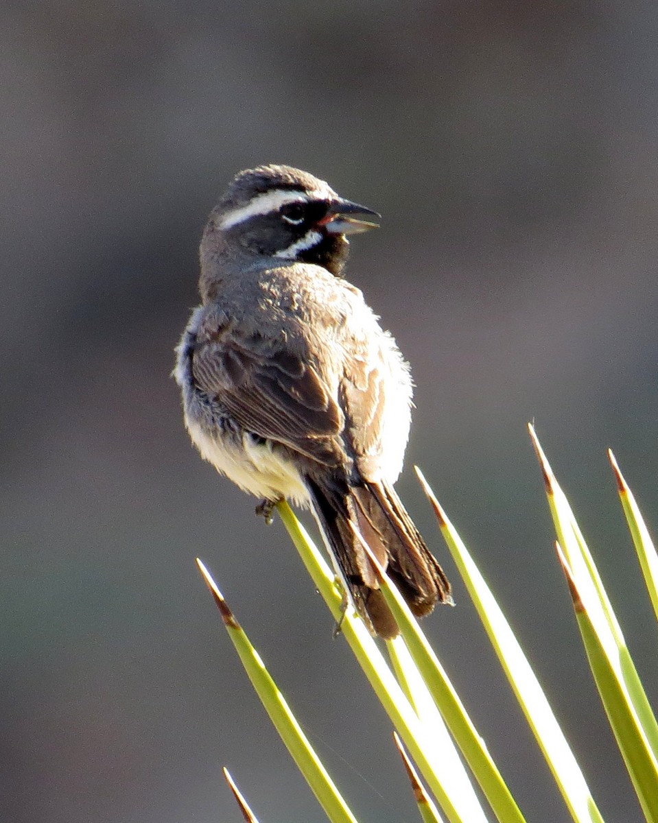 Black-throated Sparrow - Pam Campbell