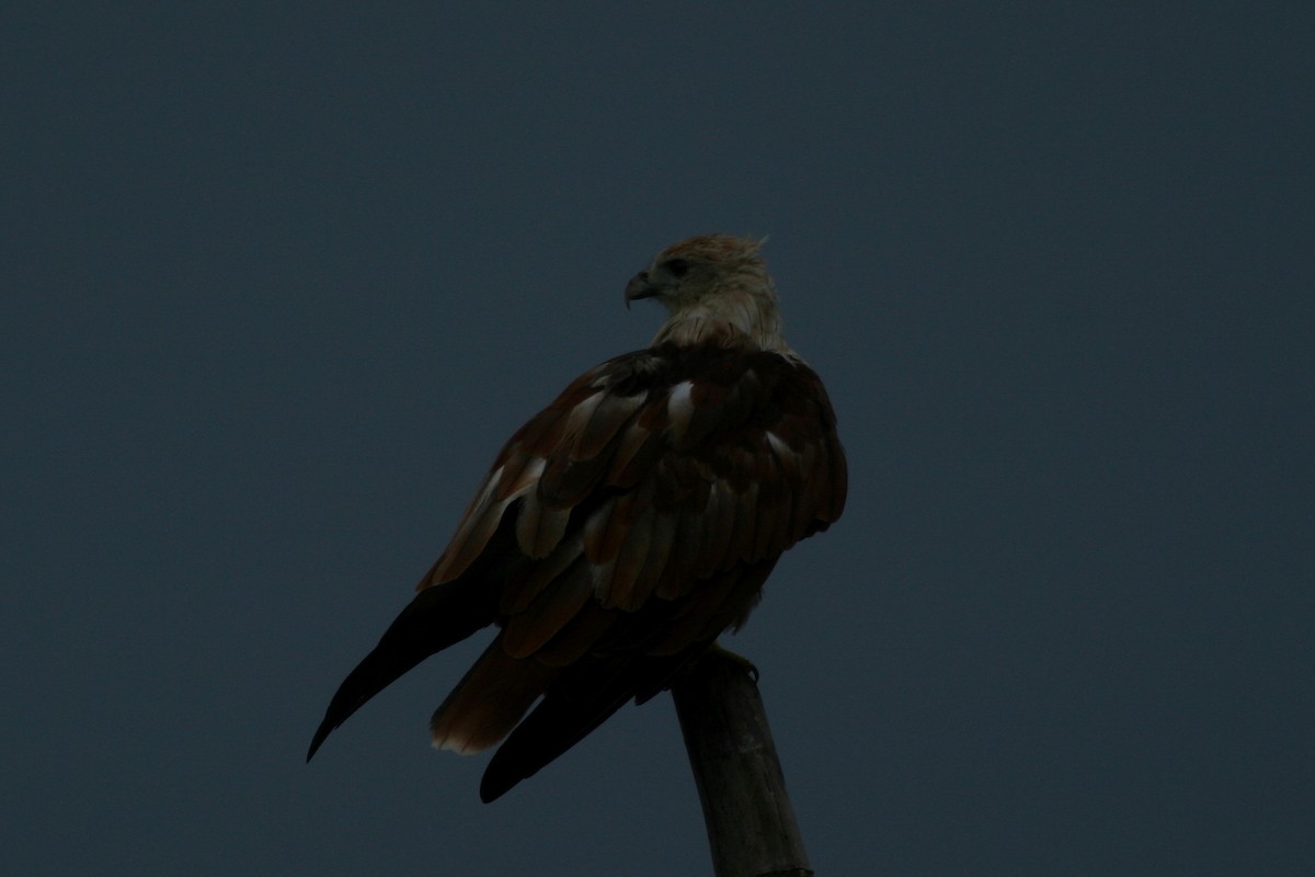 Brahminy Kite - ML619185002