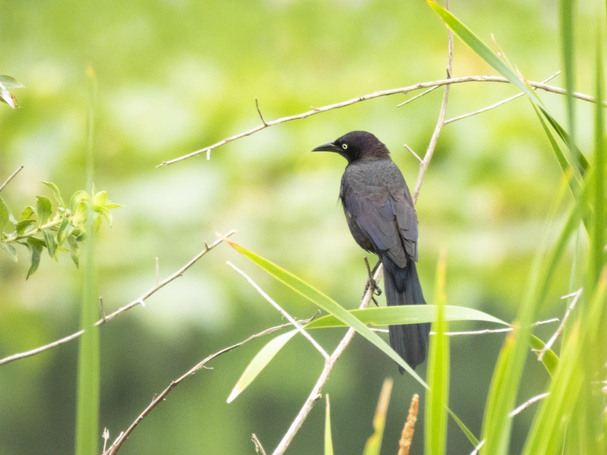 Common Grackle - Carol Bailey-White