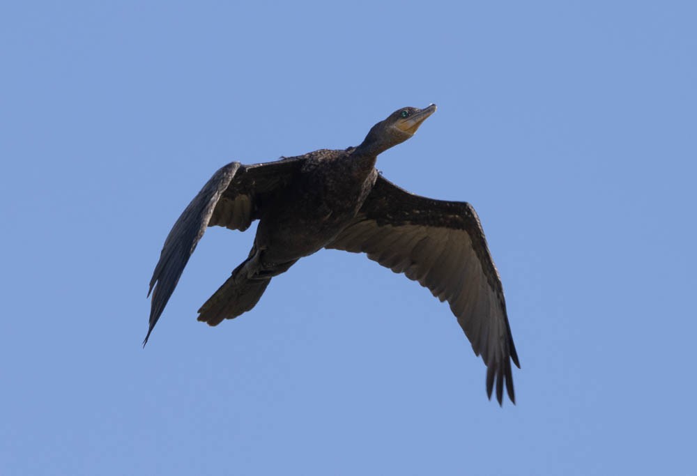 Neotropic Cormorant - Marty Herde