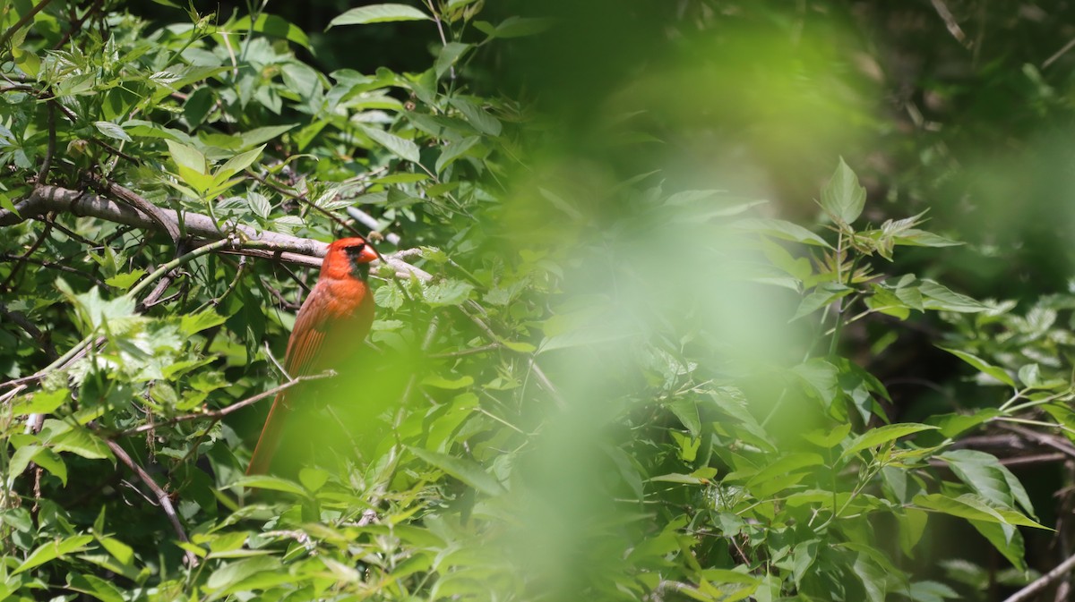 Northern Cardinal - malcolm mcrae
