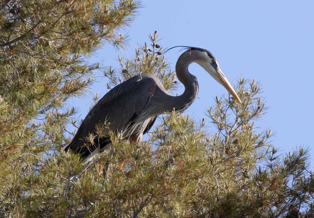 Great Blue Heron - Marty Herde