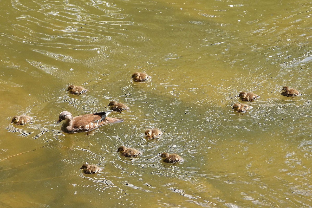 Mandarin Duck - ML619185044