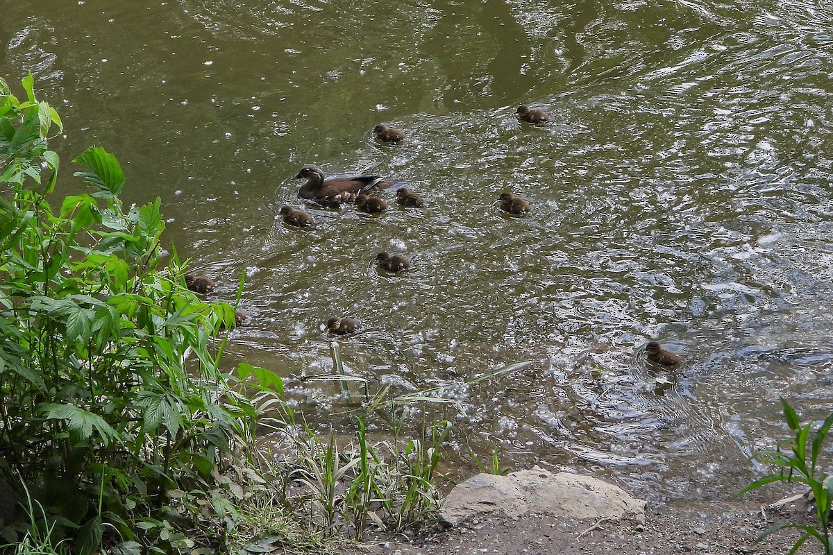 Mandarin Duck - ML619185046