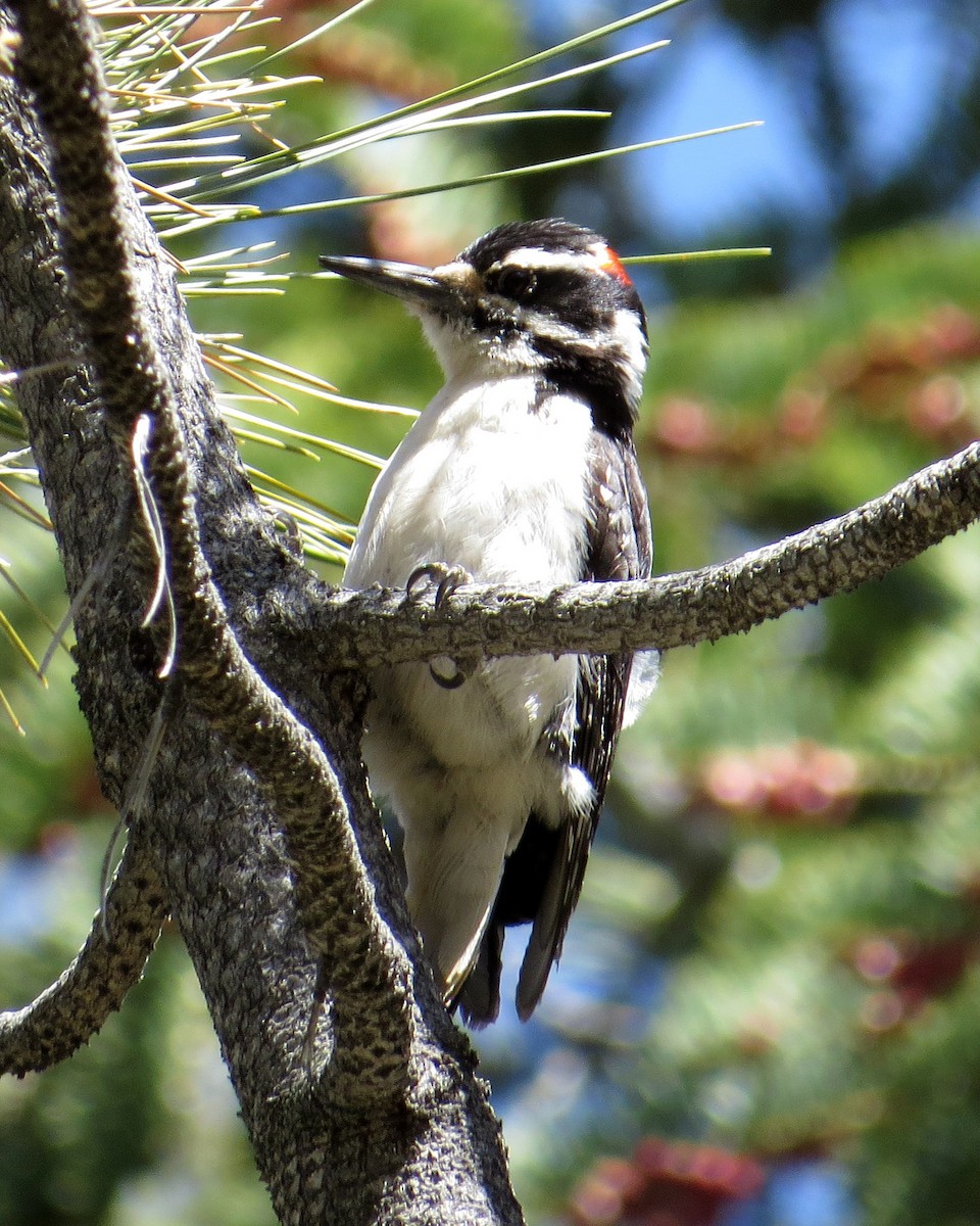Hairy Woodpecker - Pam Campbell