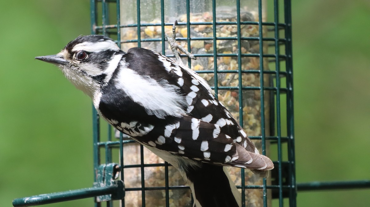 Downy Woodpecker - malcolm mcrae
