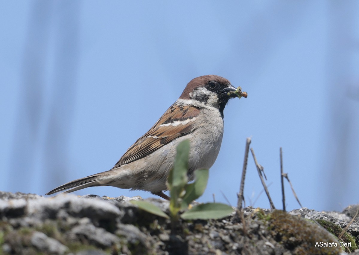 Eurasian Tree Sparrow - Fanis Theofanopoulos (ASalafa Deri)
