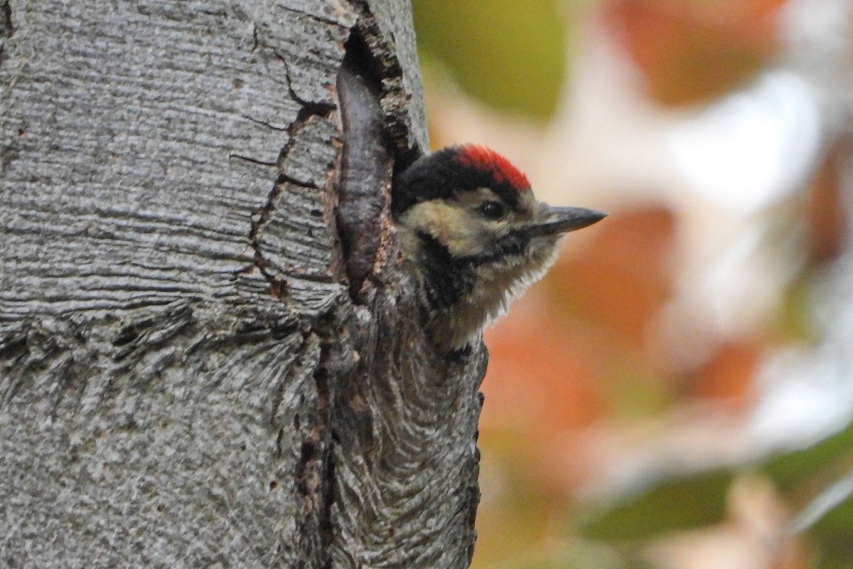 Great Spotted Woodpecker - Vladislav Železný