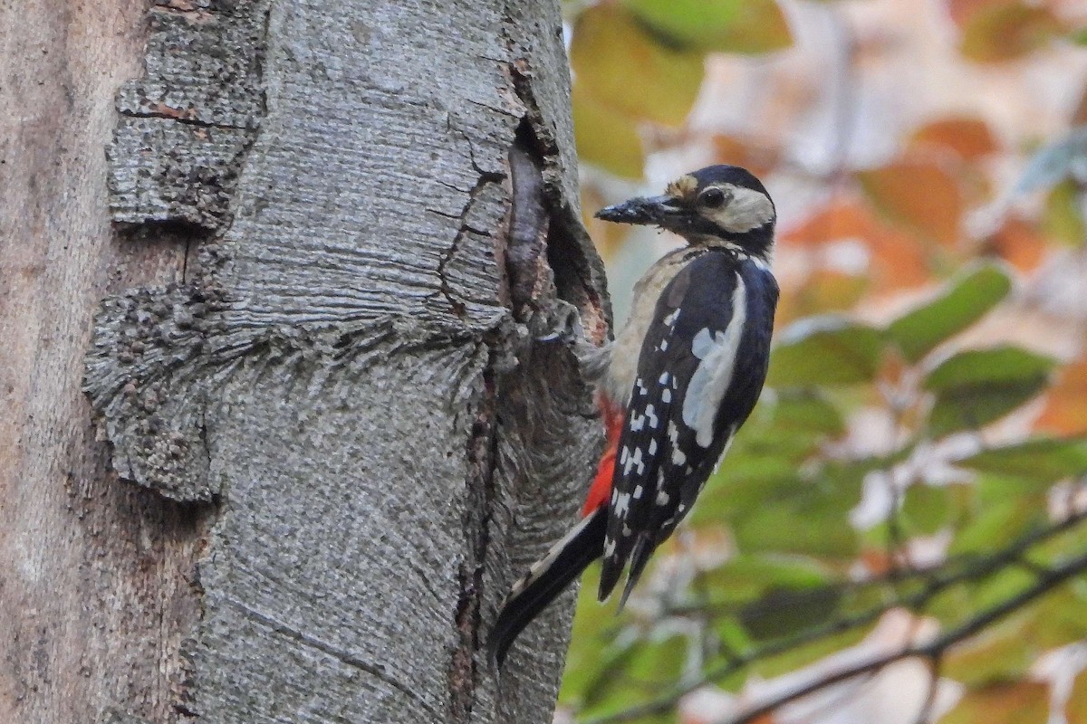 Great Spotted Woodpecker - Vladislav Železný