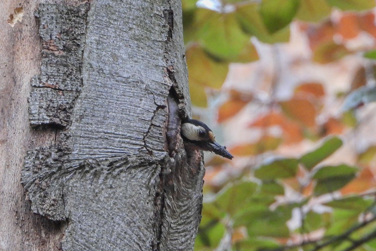 Great Spotted Woodpecker - Vladislav Železný