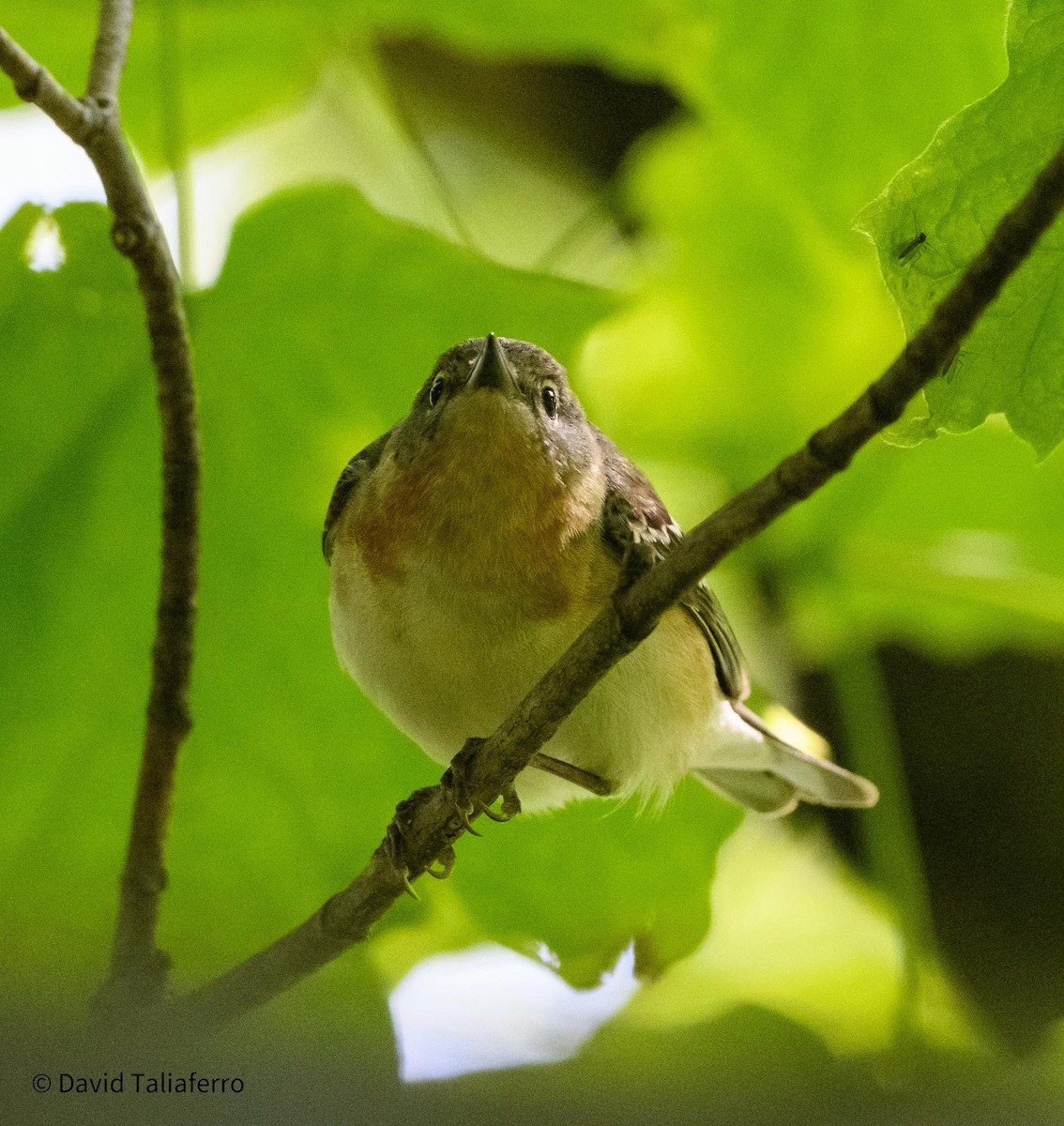 Bay-breasted Warbler - David Taliaferro