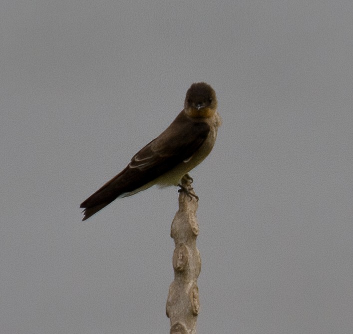 Southern Rough-winged Swallow - José Martín