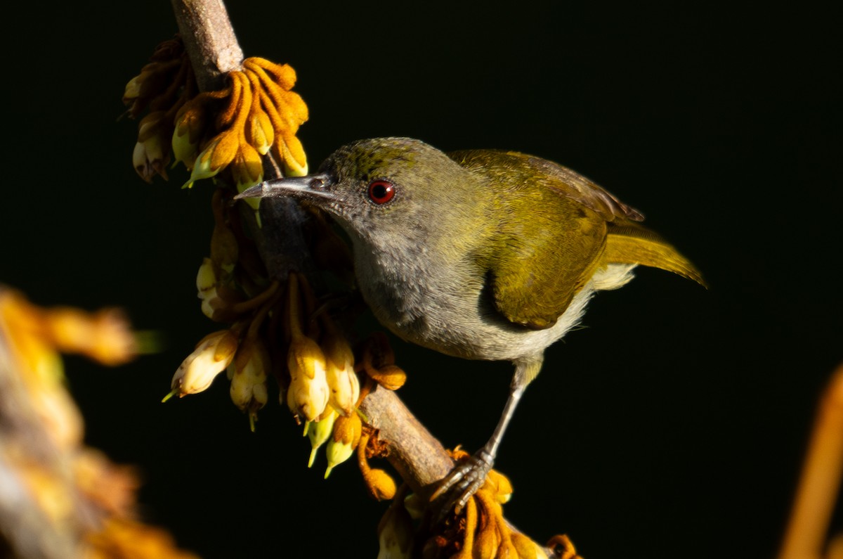 Plain Sunbird - Richard Edden