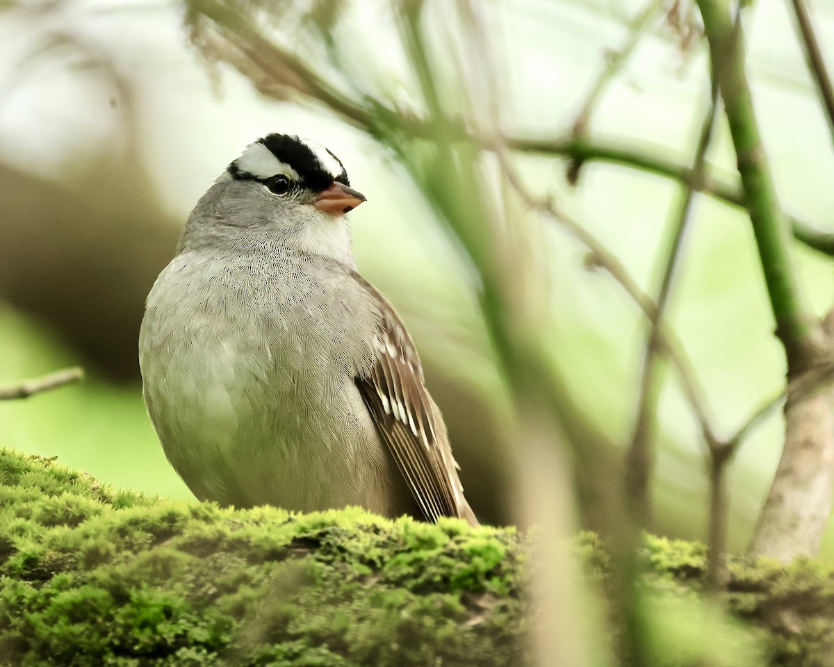 White-crowned Sparrow - Dan Mendenhall